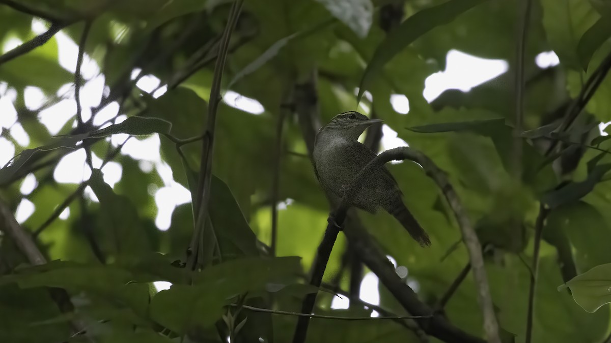 antioquiasmett - ML647061837