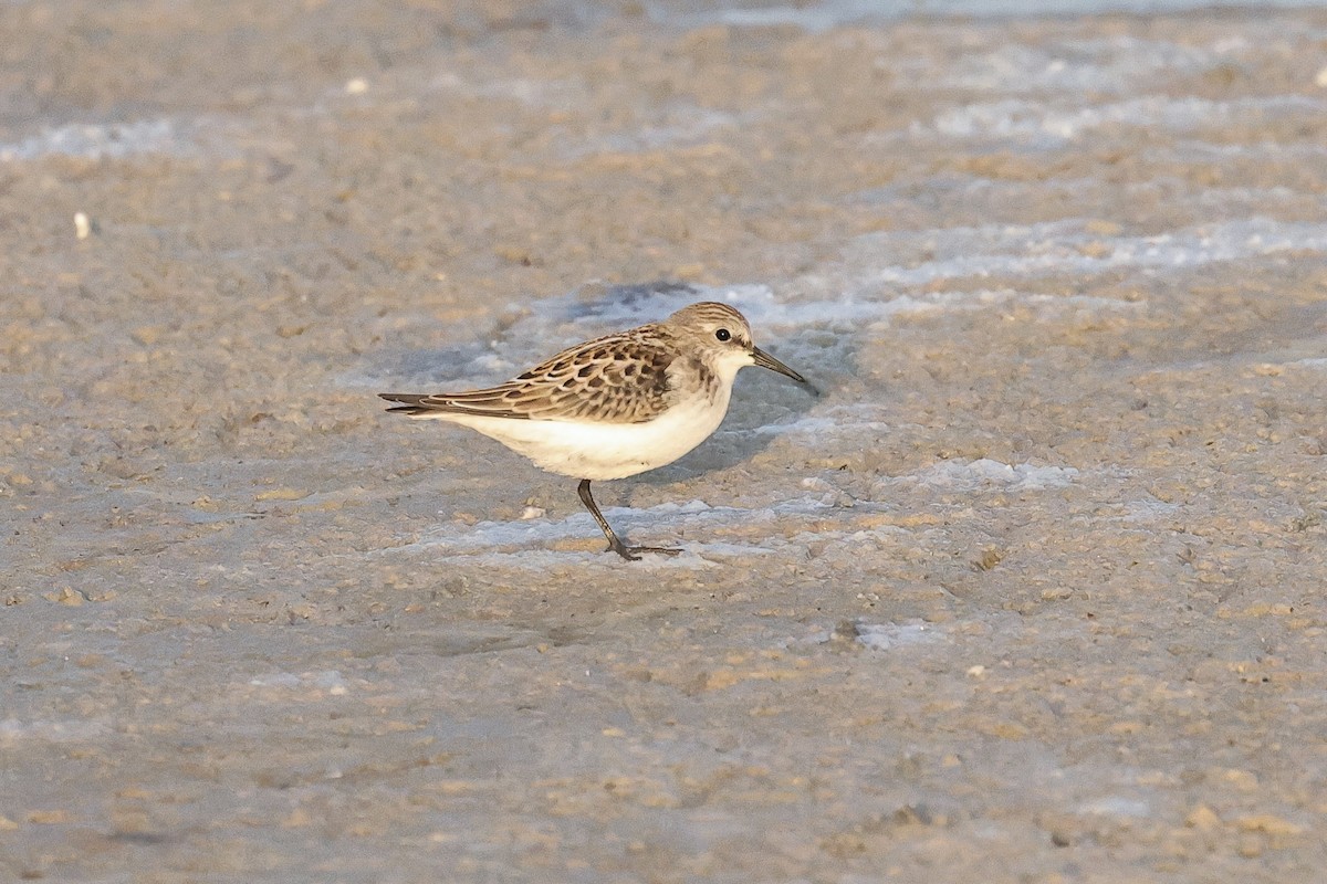 ヨーロッパトウネン - ML647061838