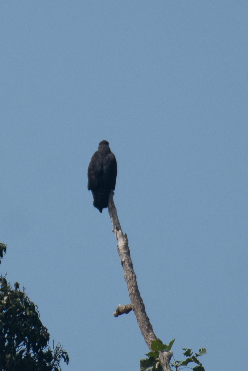 林鵰 - ML647061841