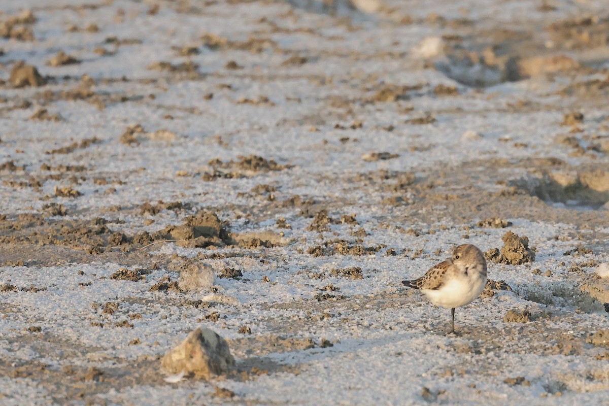 ヨーロッパトウネン - ML647061844