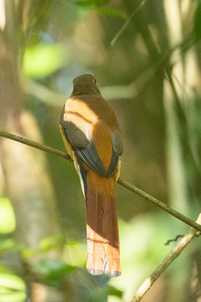 Malabar Trogon - ML647061845
