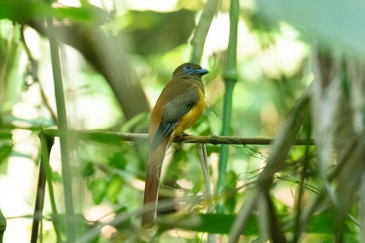 Malabar Trogon - ML647061846