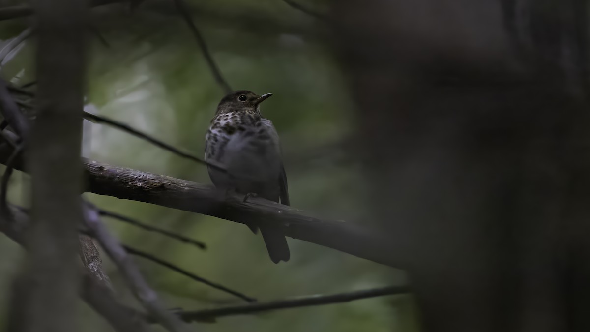 brunkinnskogtrost (swainsoni gr.) - ML647061849