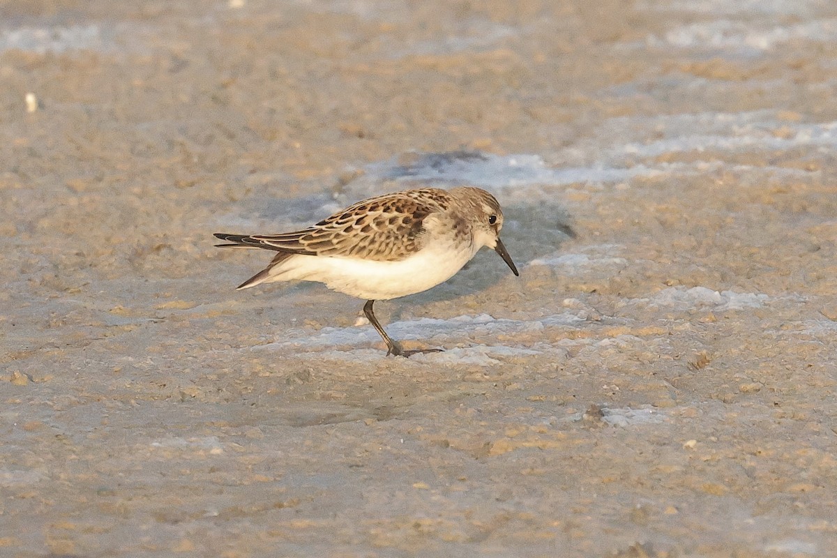 ヨーロッパトウネン - ML647061858