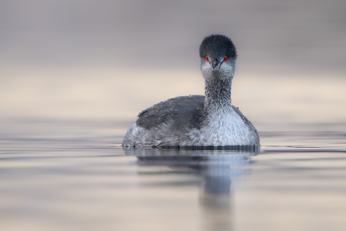 Eared Grebe - ML647061863