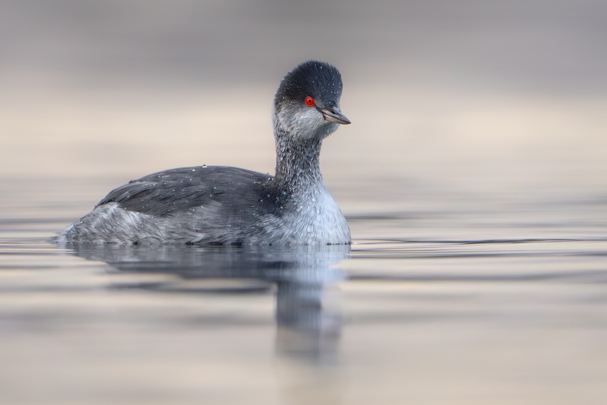 Eared Grebe - ML647061865
