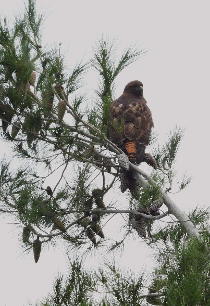 Busardo Colirrojo - ML647061868
