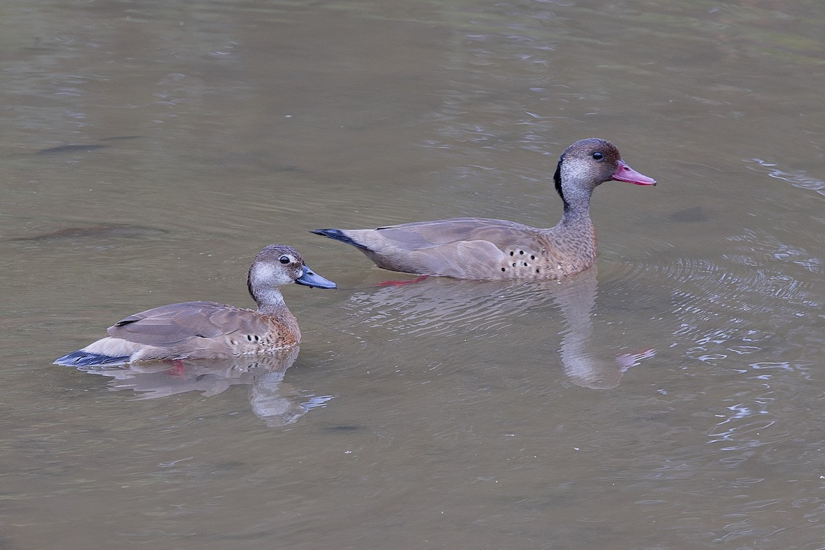 Brazilian Teal - ML647061869