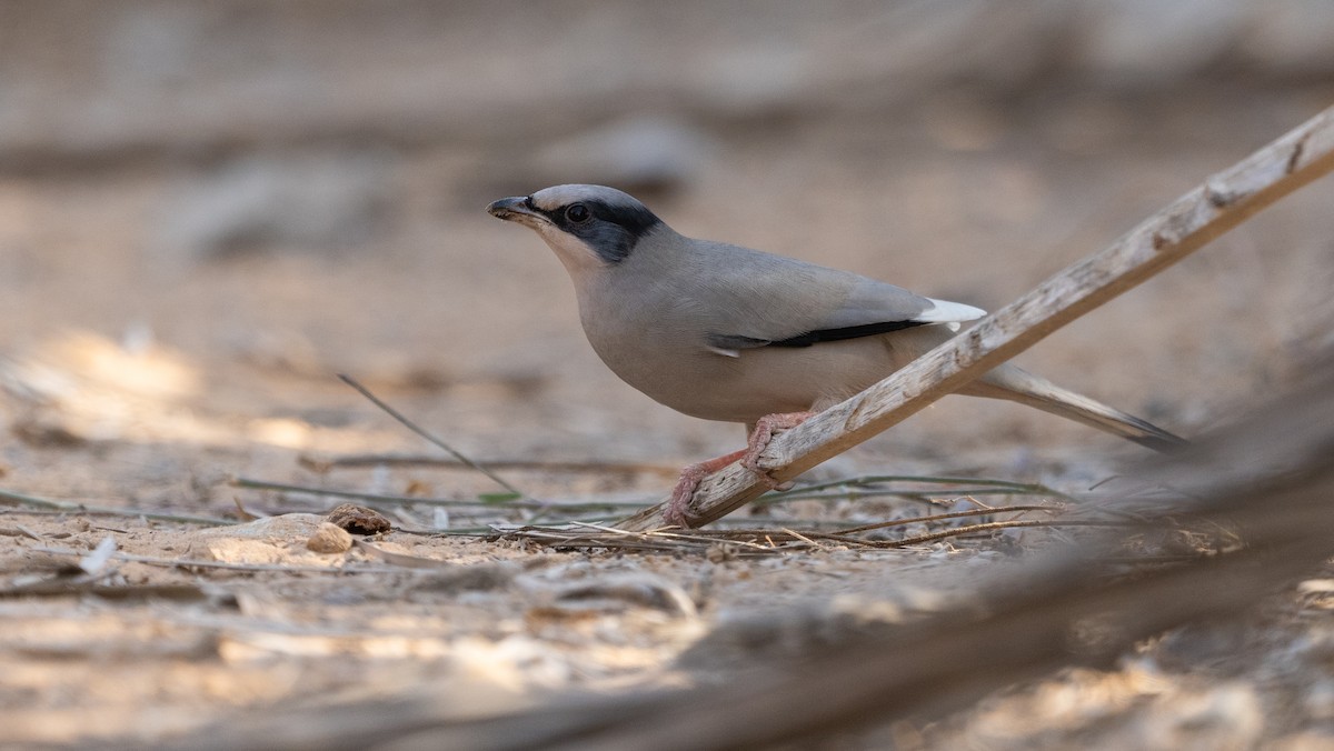 Hypocolius - ML647061872