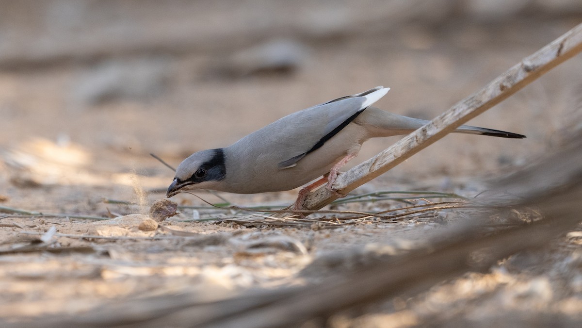 Hypocolius - ML647061873