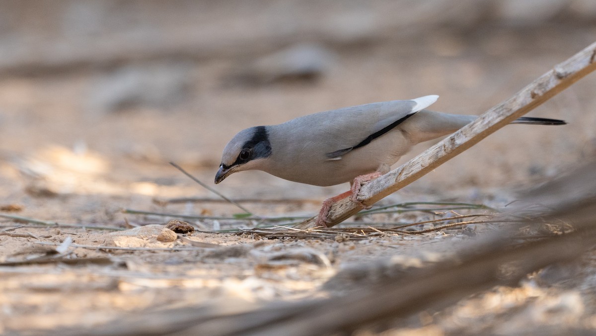 Hypocolius - ML647061874