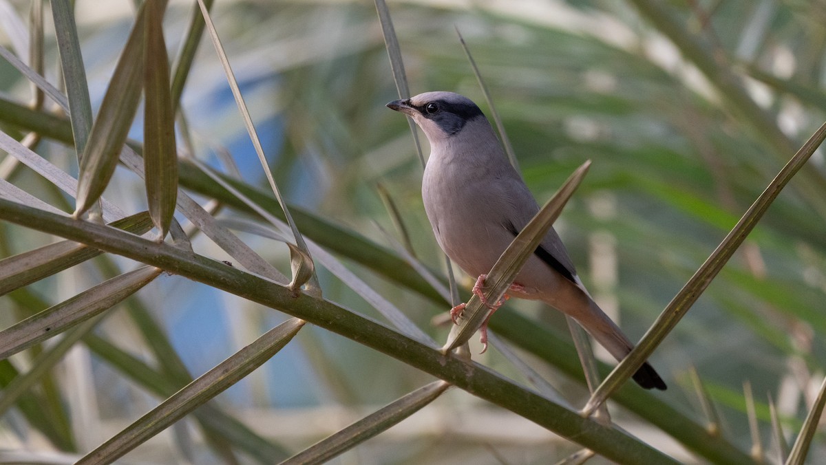 Hypocolius - ML647061876