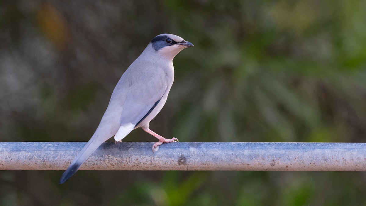 Hypocolius - ML647061877