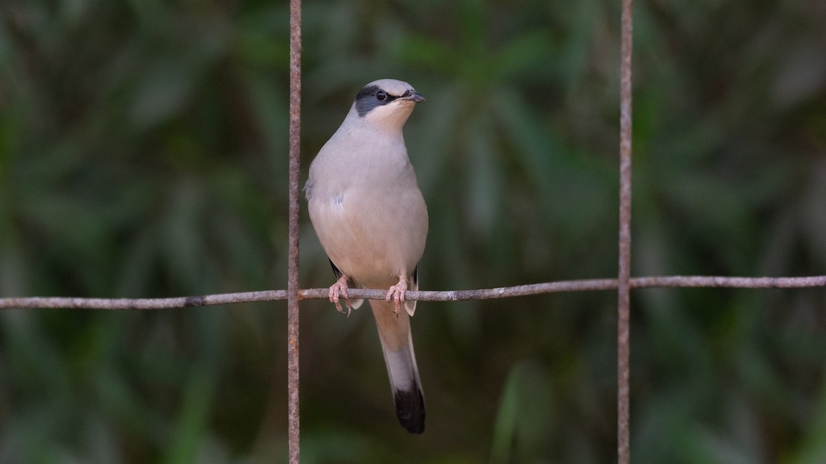 Hypocolius - ML647061878