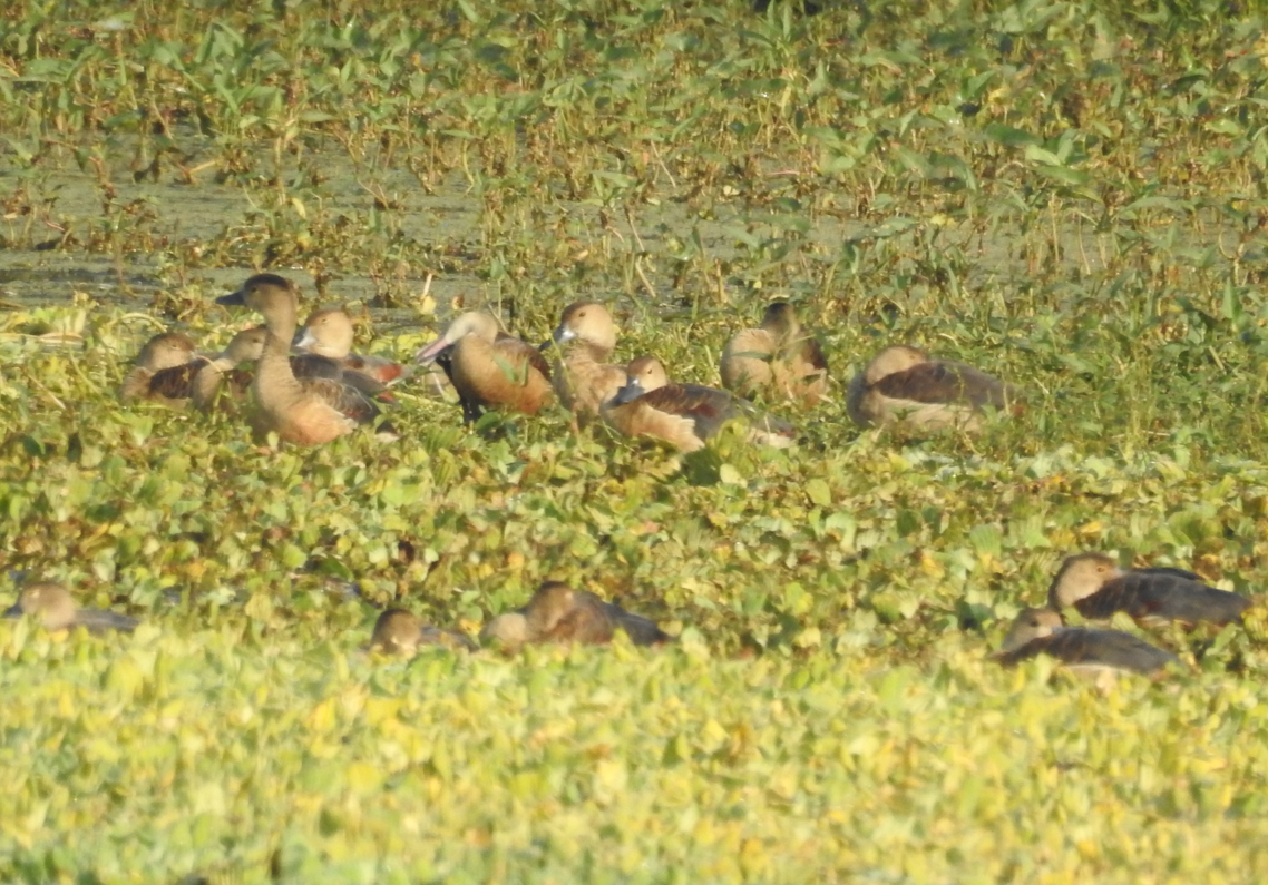 Lesser Whistling-Duck - ML647061879
