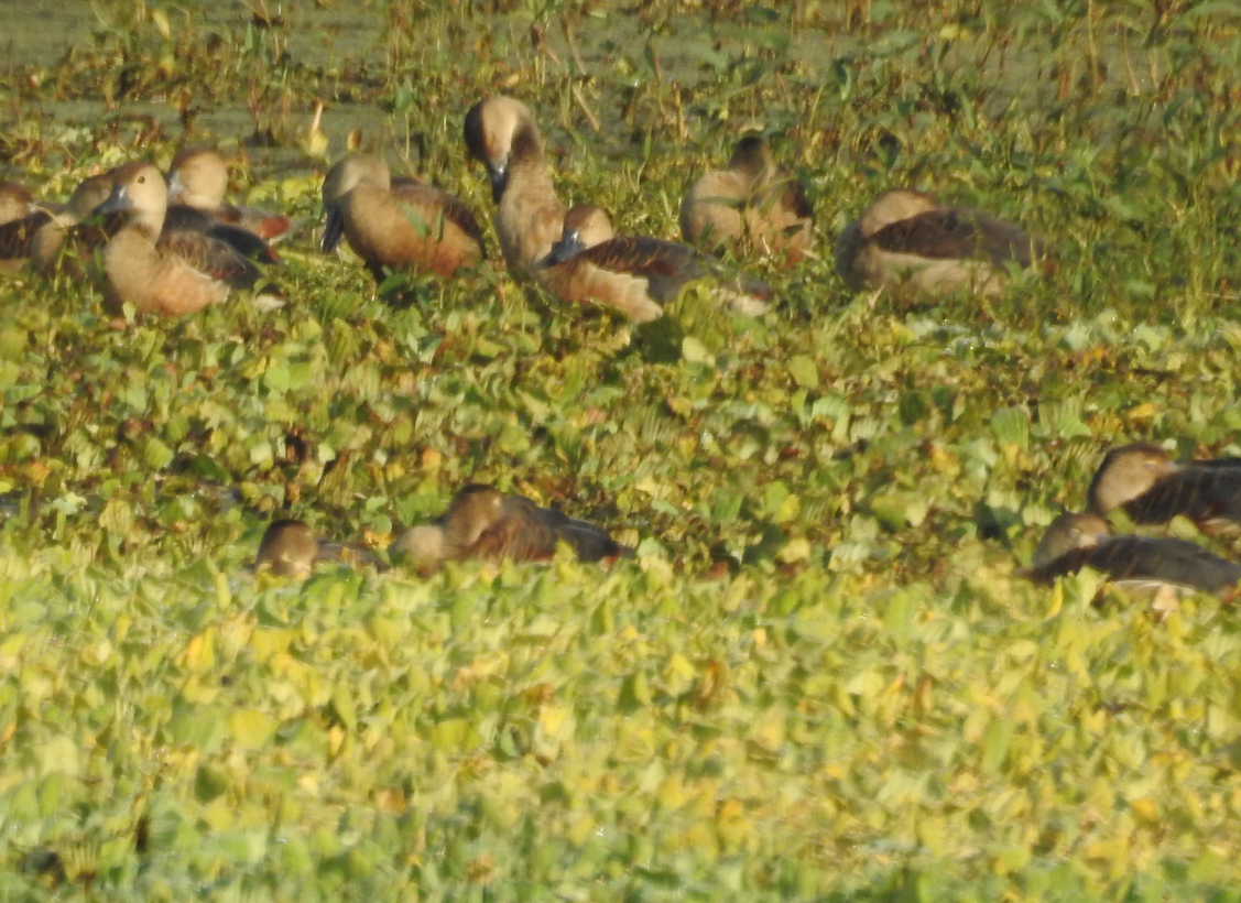 Lesser Whistling-Duck - ML647061880