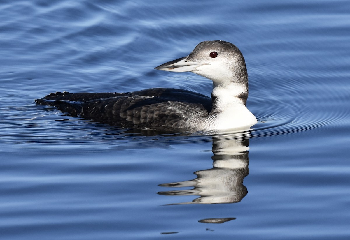 Common Loon - ML647061884