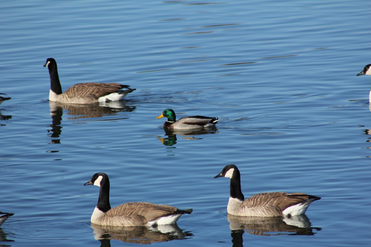 Mallard - ML647061887