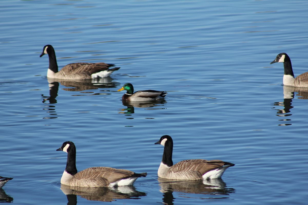 Mallard - ML647061888