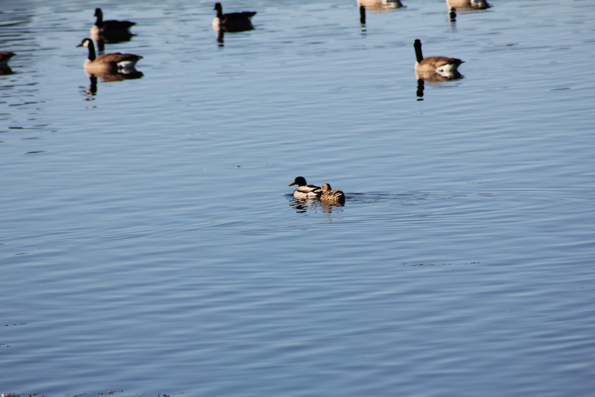 Mallard - ML647061889