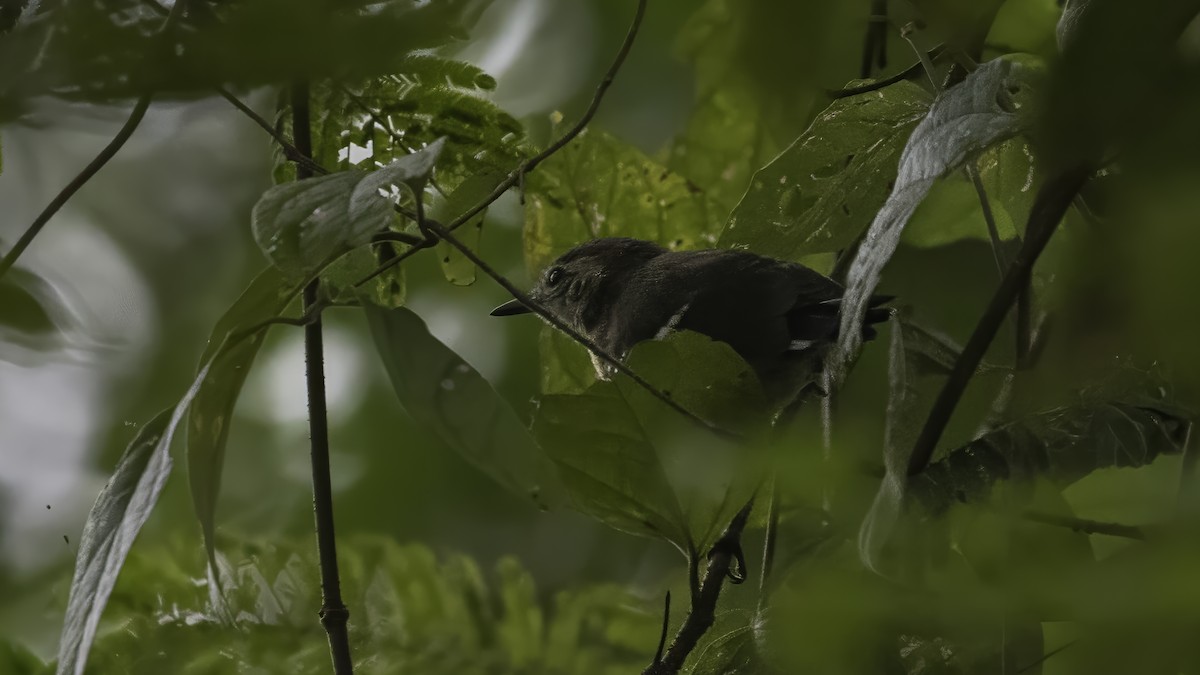 hvitsidemaursmett - ML647061892