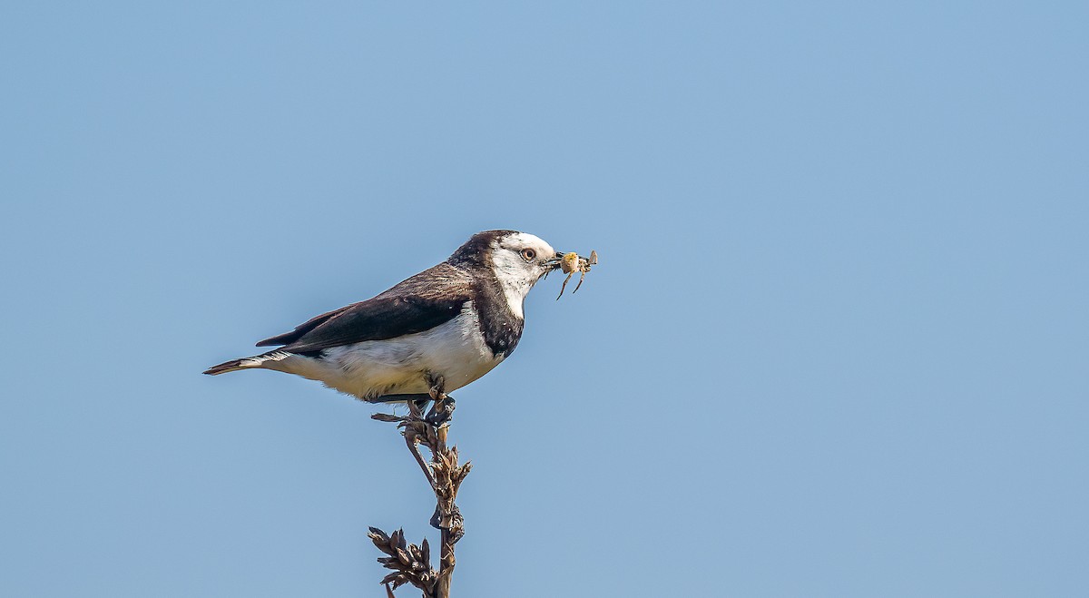 White-fronted Chat - ML647061893