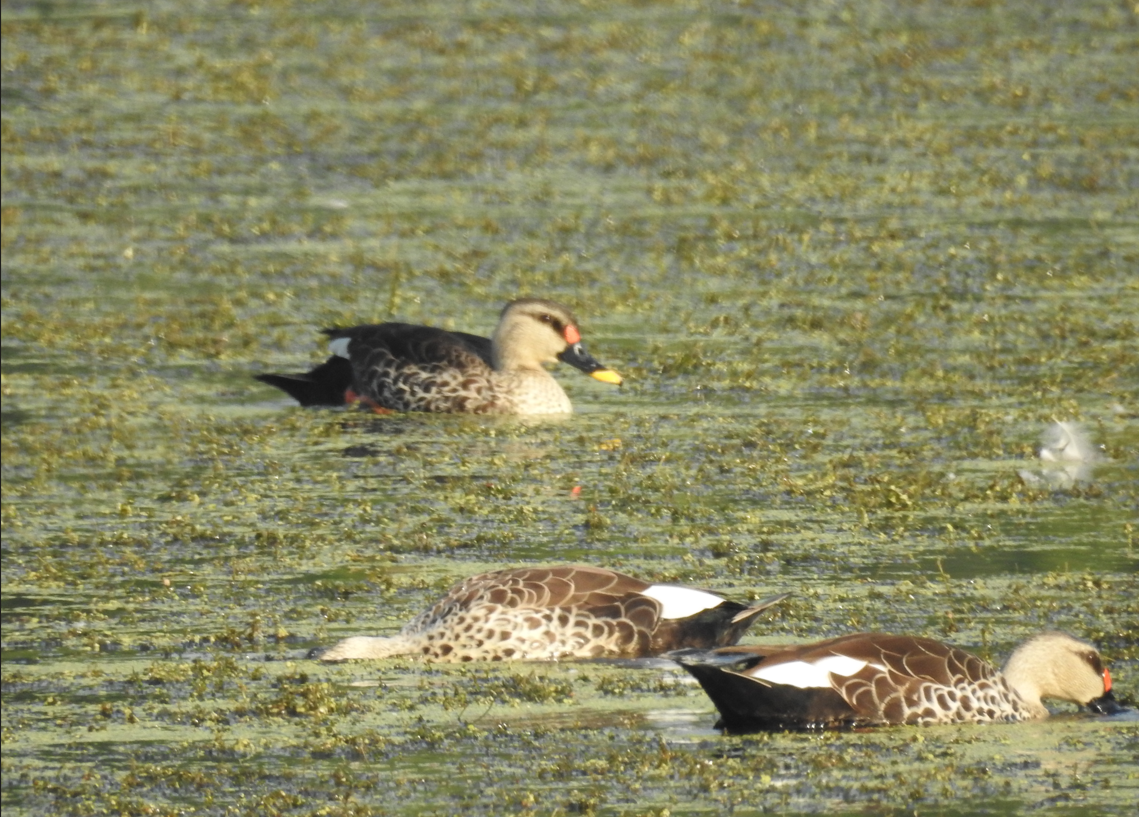 Indian Spot-billed Duck - ML647061920