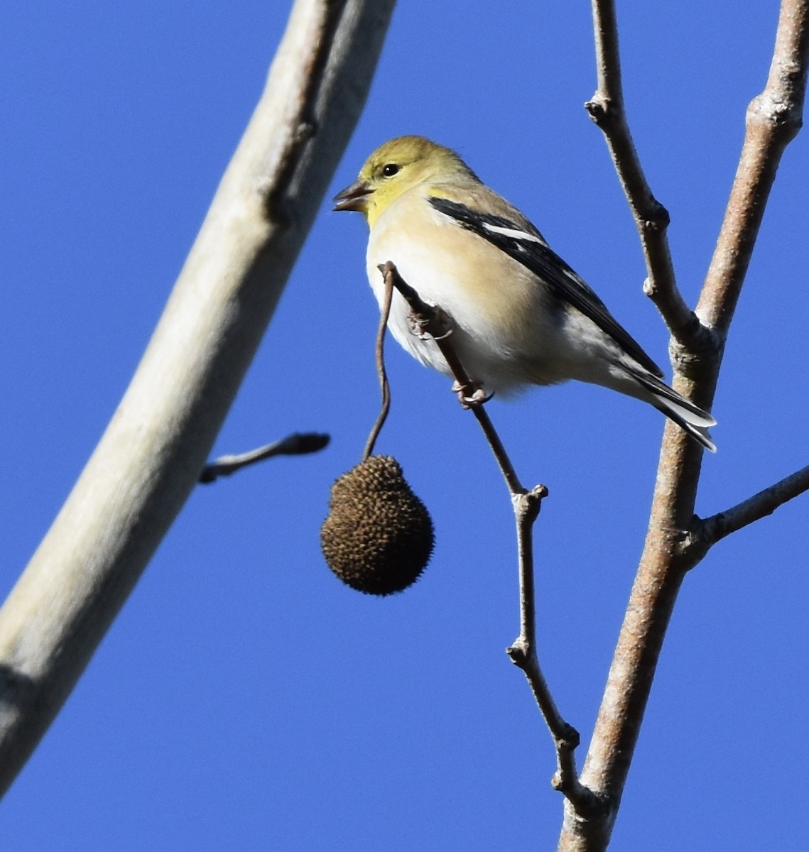 Altın İskete - ML647061956