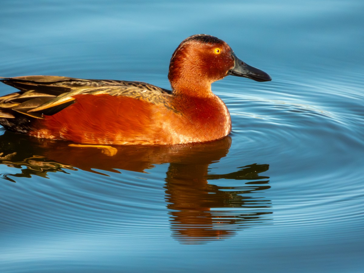 čírka skořicová - ML647061959