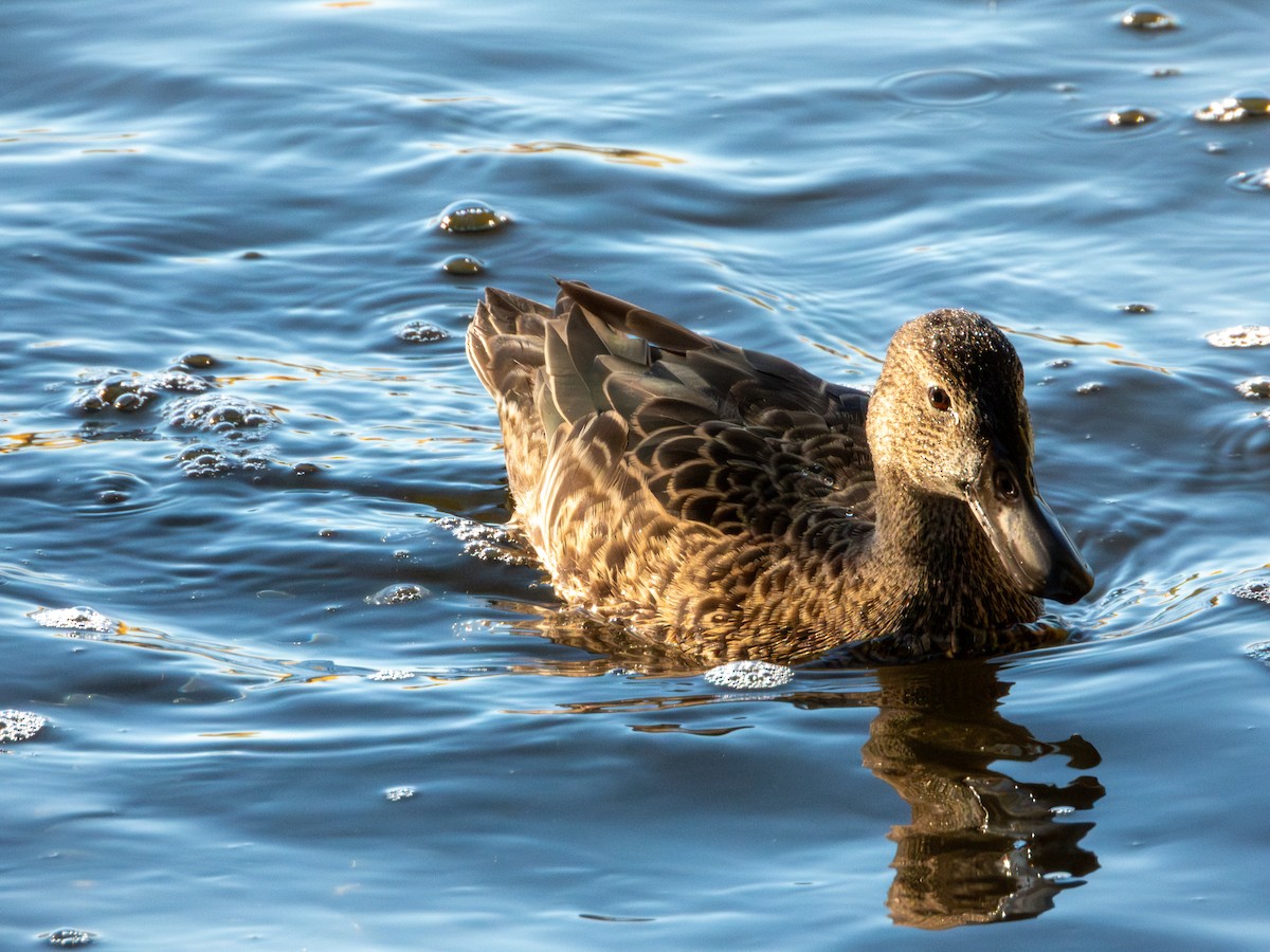 čírka skořicová - ML647061960