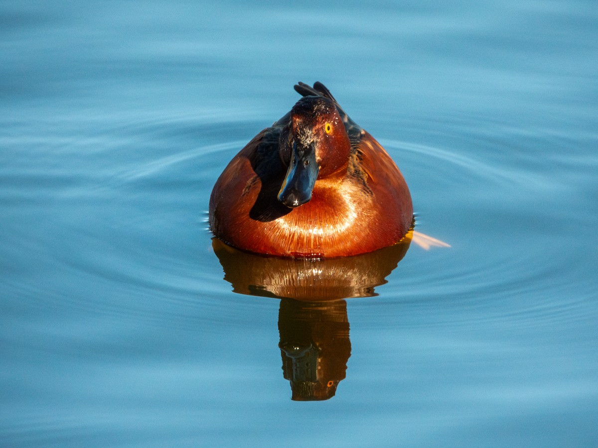 čírka skořicová - ML647061962