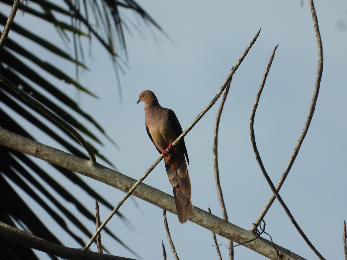 Sultan's Cuckoo-Dove - ML647061967