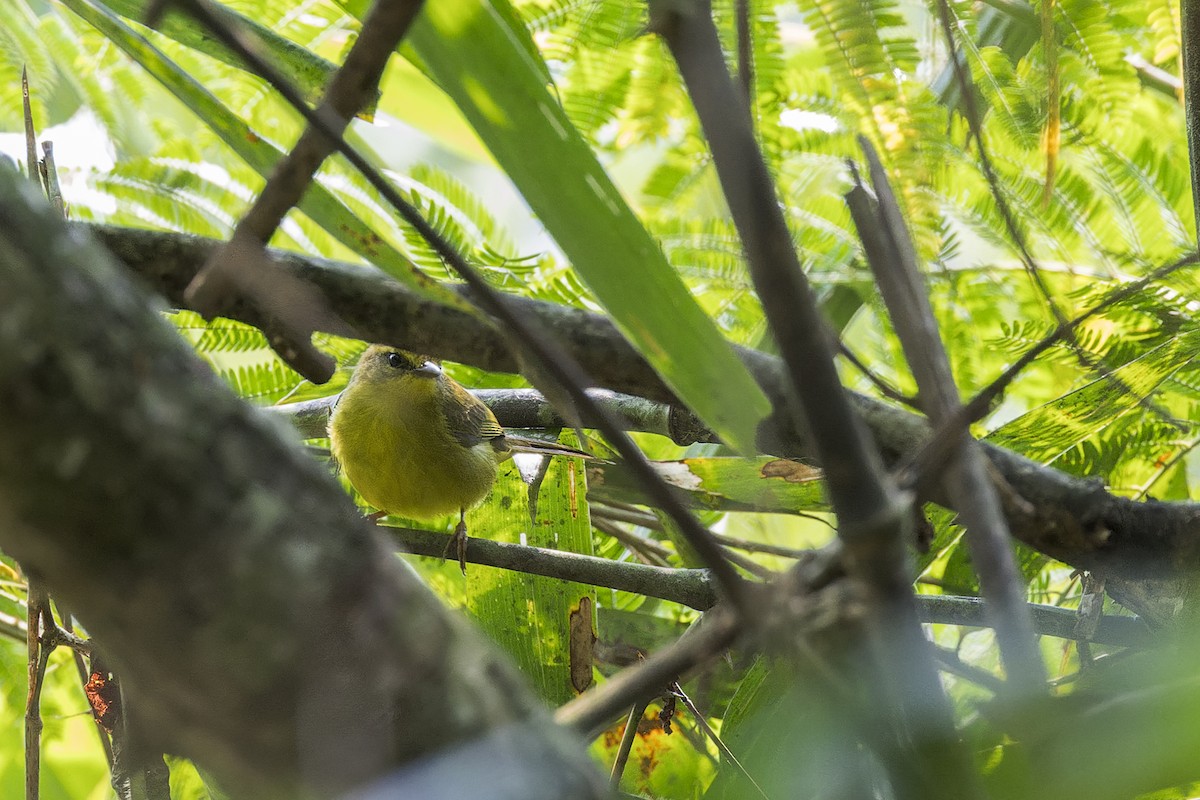 Cuzco Warbler - ML647061969