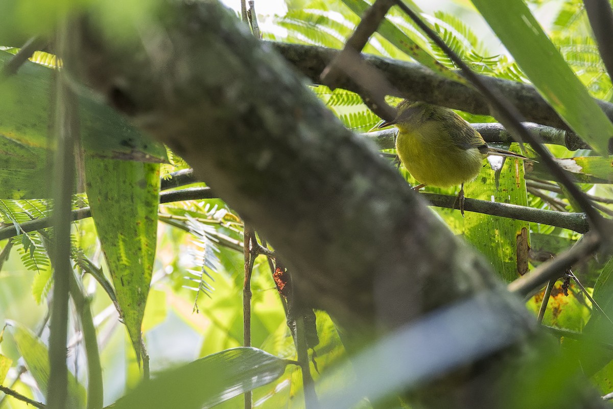 Cuzco Warbler - ML647061970