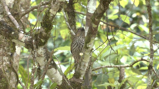 Tooth-billed Bowerbird - ML647061973
