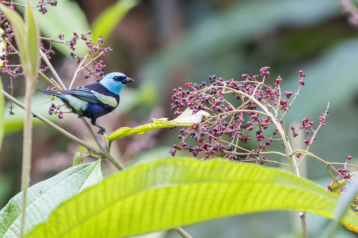 Танагра блакитношия - ML647061974