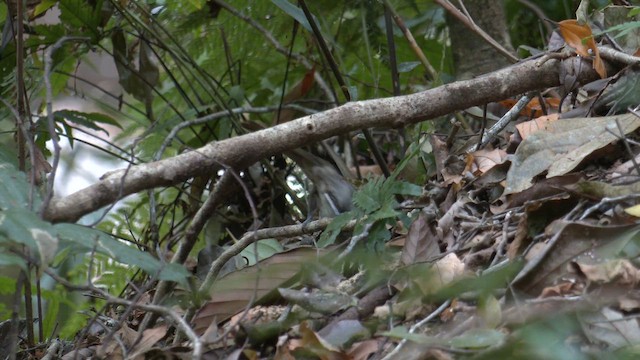 Bridled Honeyeater - ML647061976
