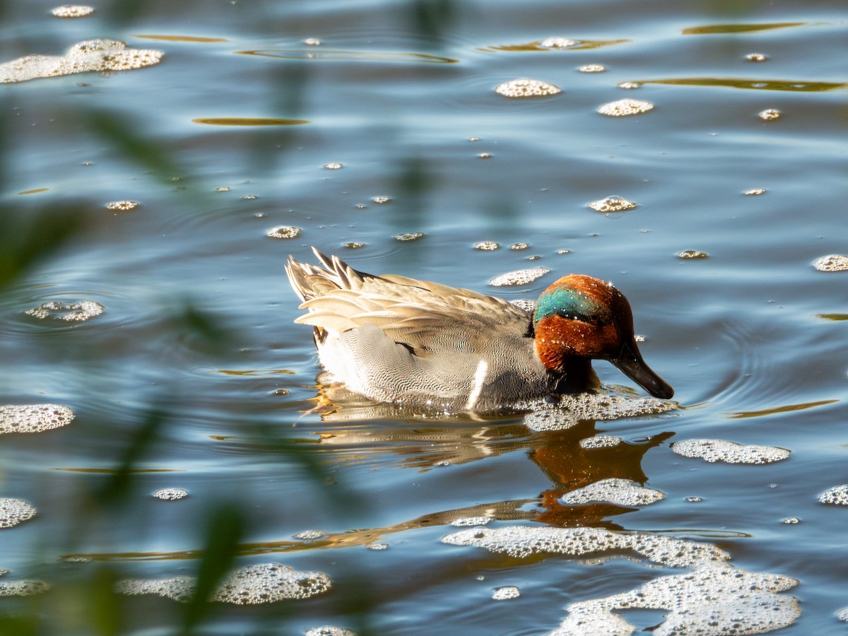 čírka obecná - ML647061980