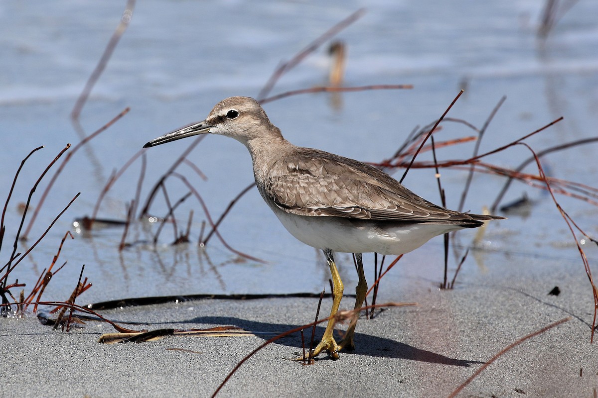 Gray-tailed Tattler - ML647061985