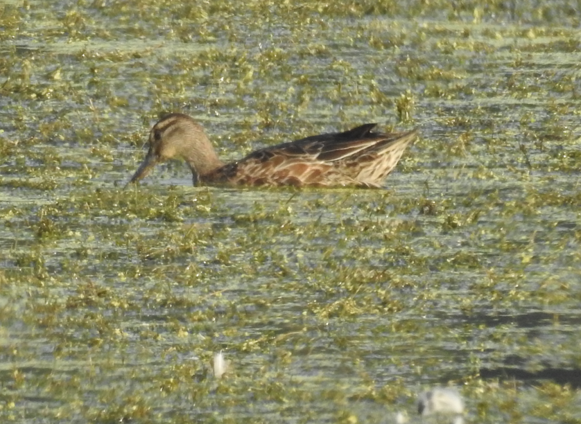 Garganey - ML647061986