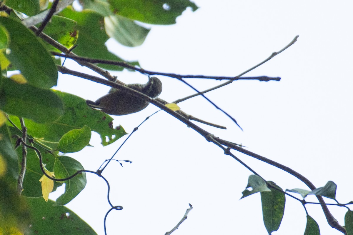 Speckled Piculet - ML647061987