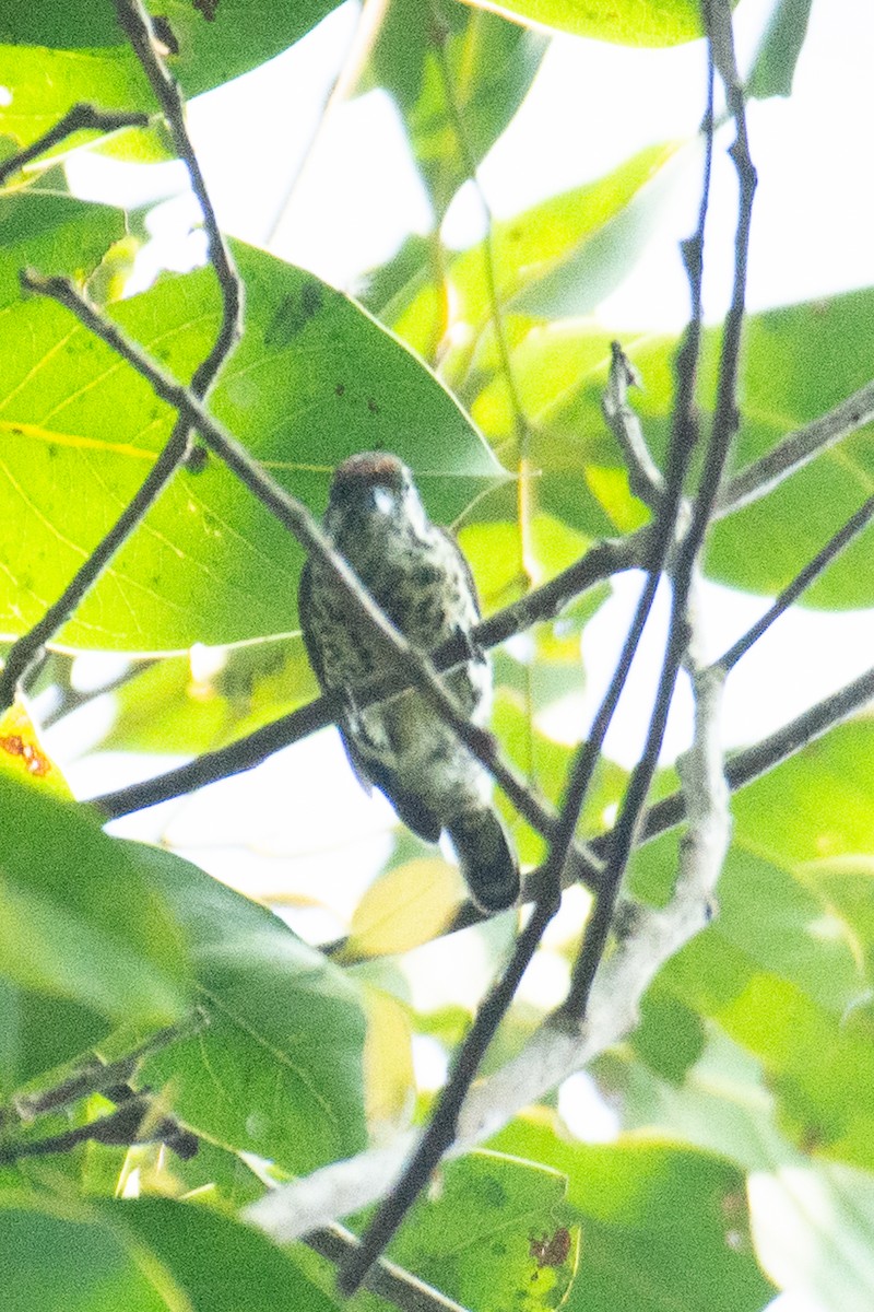 Speckled Piculet - ML647061988