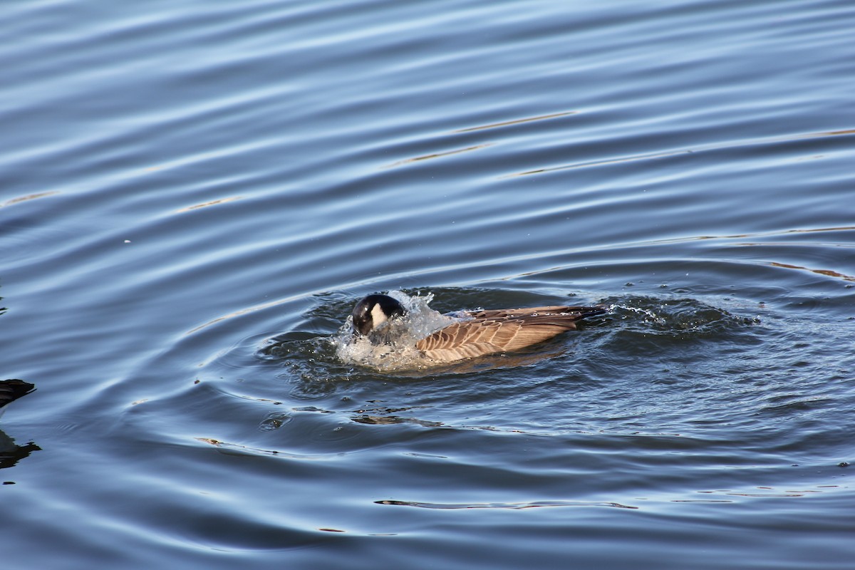 Canada Goose - ML647061990