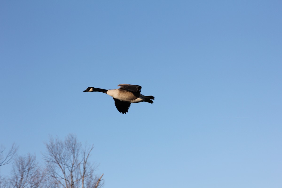 Canada Goose - ML647061991