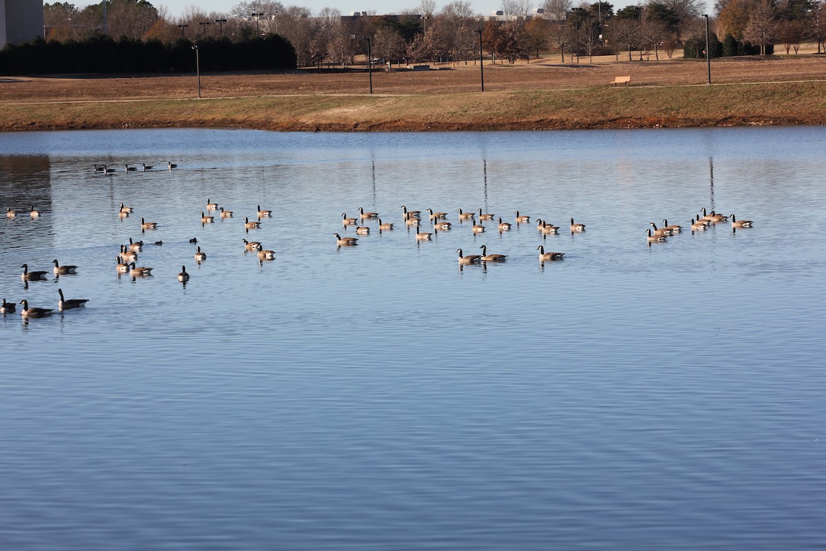 Canada Goose - ML647061992