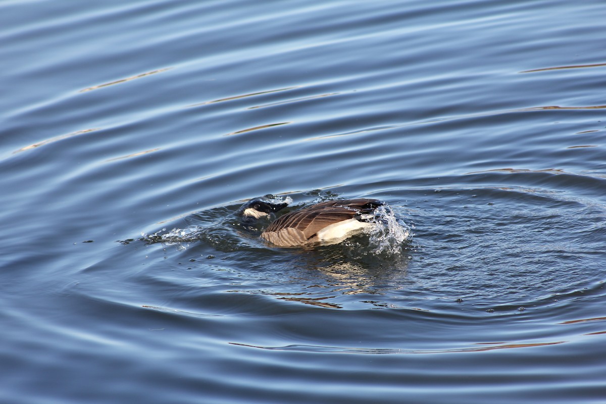 Canada Goose - ML647061994