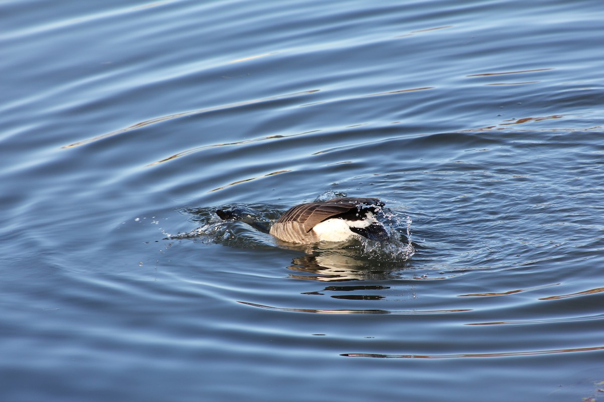 Canada Goose - ML647061995