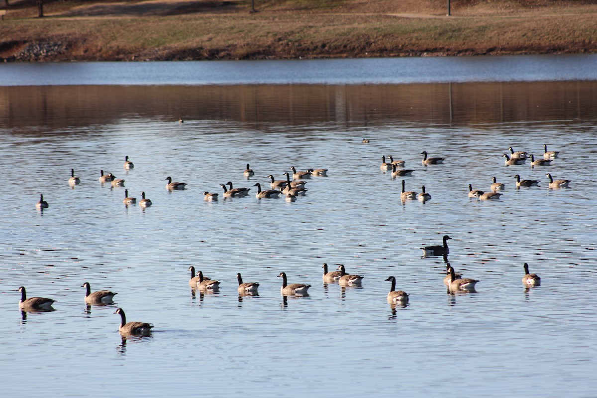 Canada Goose - ML647061996