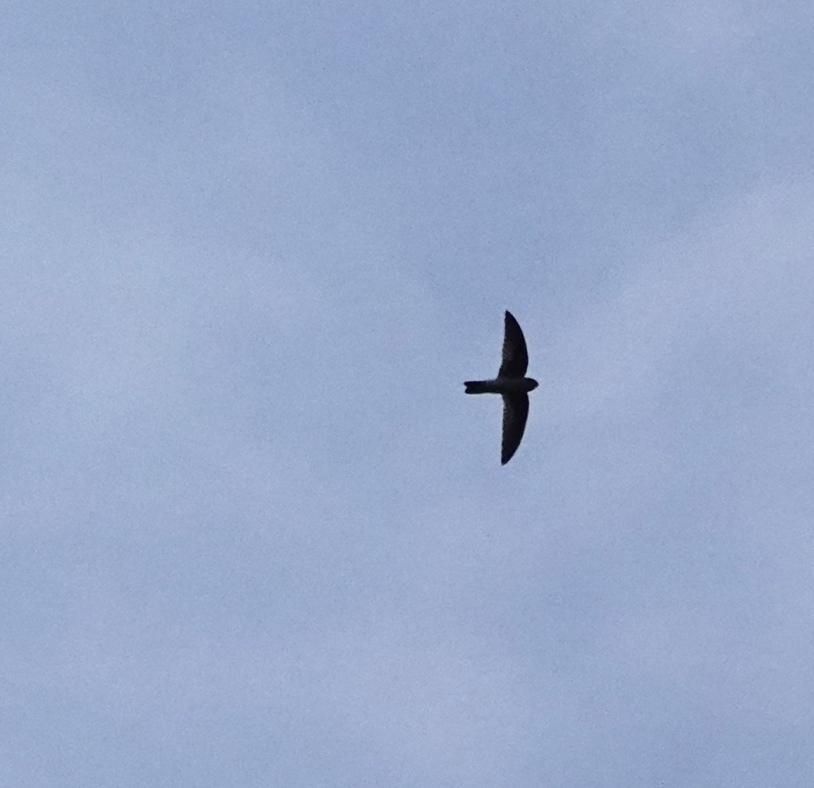 dark swiftlet sp. - ML647061997