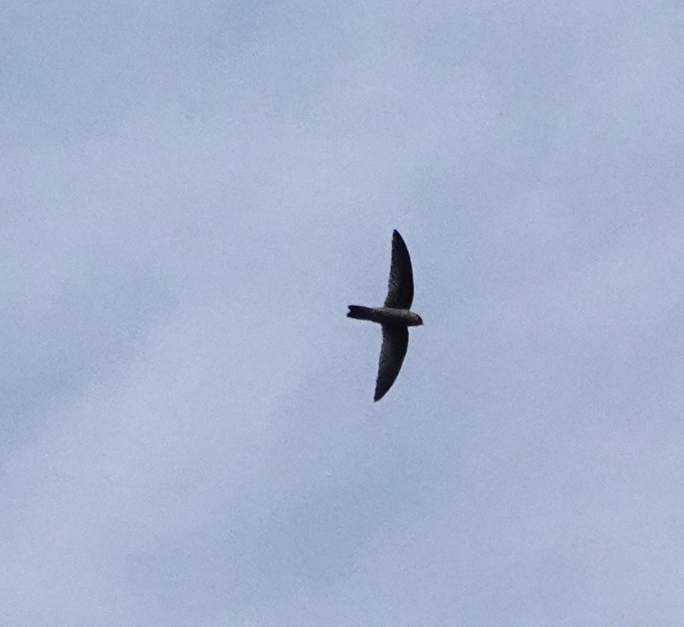 dark swiftlet sp. - ML647061998